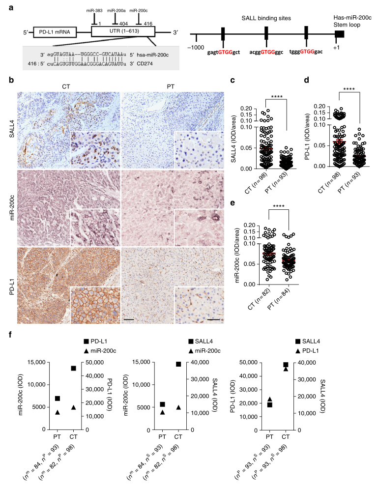 shRNA慢病毒載體構建-輝駿生物.png shRNA慢病毒載體構建-輝駿生物.png