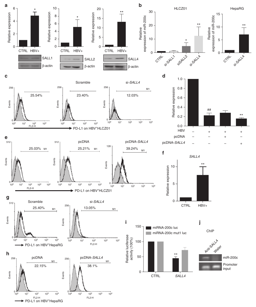 shRNA慢病毒載體構建-輝駿生物.png shRNA慢病毒載體構建-輝駿生物.png