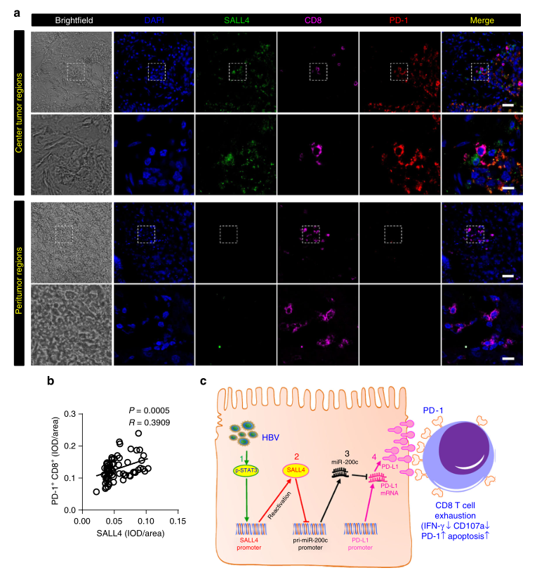 shRNA慢病毒載體構建-輝駿生物.png shRNA慢病毒載體構建-輝駿生物.png