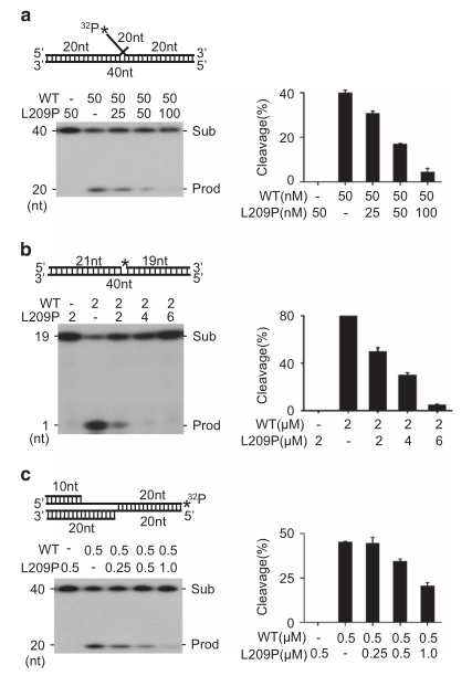 載體構(gòu)建服務(wù)-客戶文獻(xiàn)-輝駿生物.png 載體構(gòu)建服務(wù)-客戶文獻(xiàn)-輝駿生物.png