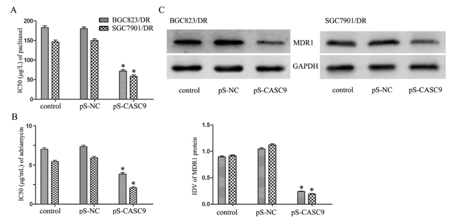 載體構(gòu)建實(shí)驗(yàn)-客戶文獻(xiàn)-輝駿生物.png 載體構(gòu)建實(shí)驗(yàn)-客戶文獻(xiàn)-輝駿生物.png