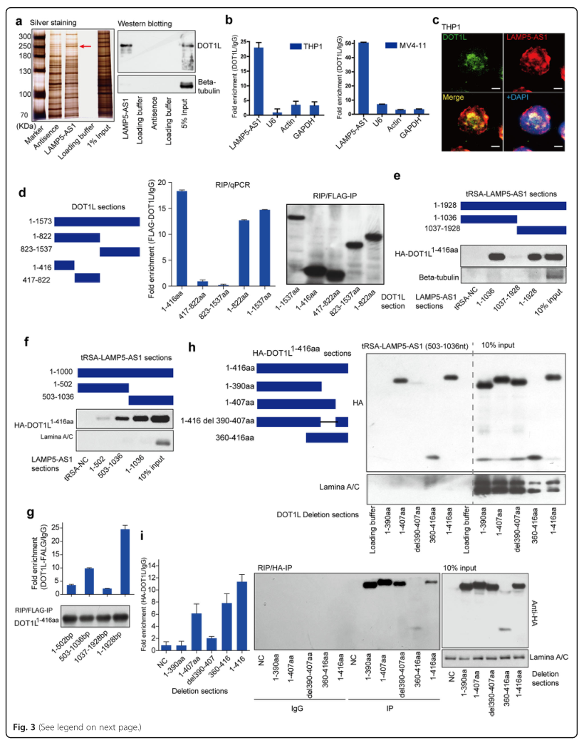 RNA pull down MS結(jié)合蛋白鑒定-客戶文獻(xiàn)-輝駿生物.png RNA pull down MS結(jié)合蛋白鑒定-客戶文獻(xiàn)-輝駿生物.png