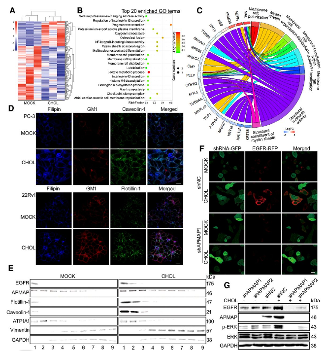 Co-IP-MS/MS、生物信息學(xué)分析-客戶文獻(xiàn)-輝駿生物.png