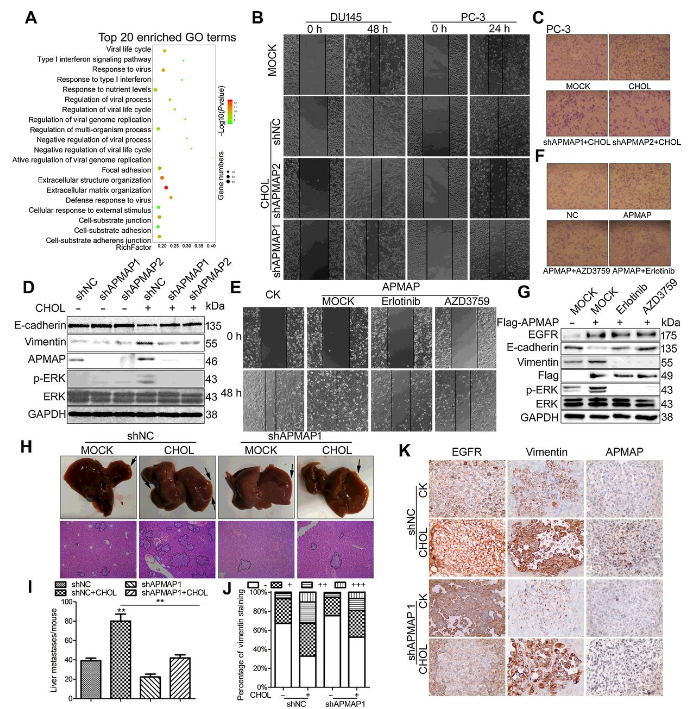 Co-IP-MS/MS、生物信息學(xué)分析-客戶文獻(xiàn)-輝駿生物.png