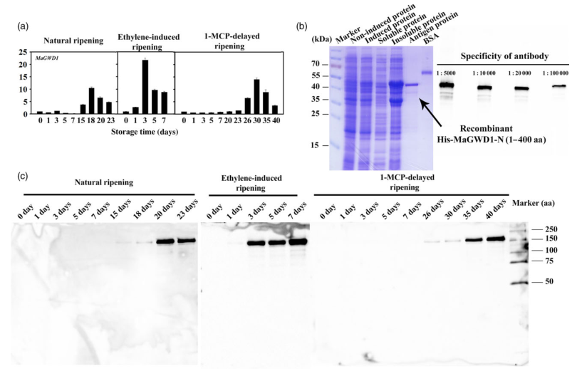 iTRAQ蛋白質(zhì)組學(xué)分析、itraq實(shí)驗(yàn)服務(wù)、iTRAQ技術(shù)