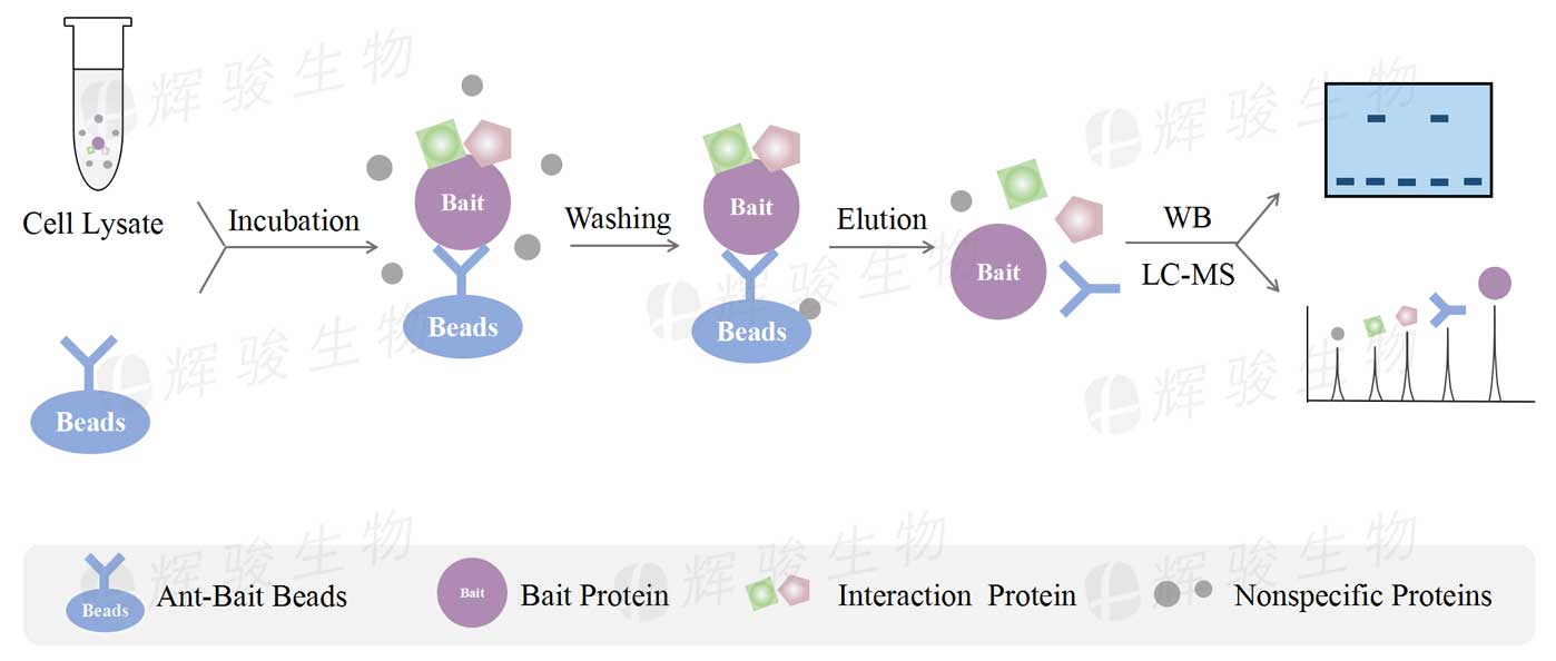 CoIP實(shí)驗(yàn)服務(wù)步驟流程_免疫共沉淀coip檢測_Co-IP實(shí)驗(yàn)代做服務(wù)價(jià)格費(fèi)用 CoIP實(shí)驗(yàn)服務(wù)步驟流程_免疫共沉淀coip檢測_Co-IP實(shí)驗(yàn)代做服務(wù)價(jià)格費(fèi)用