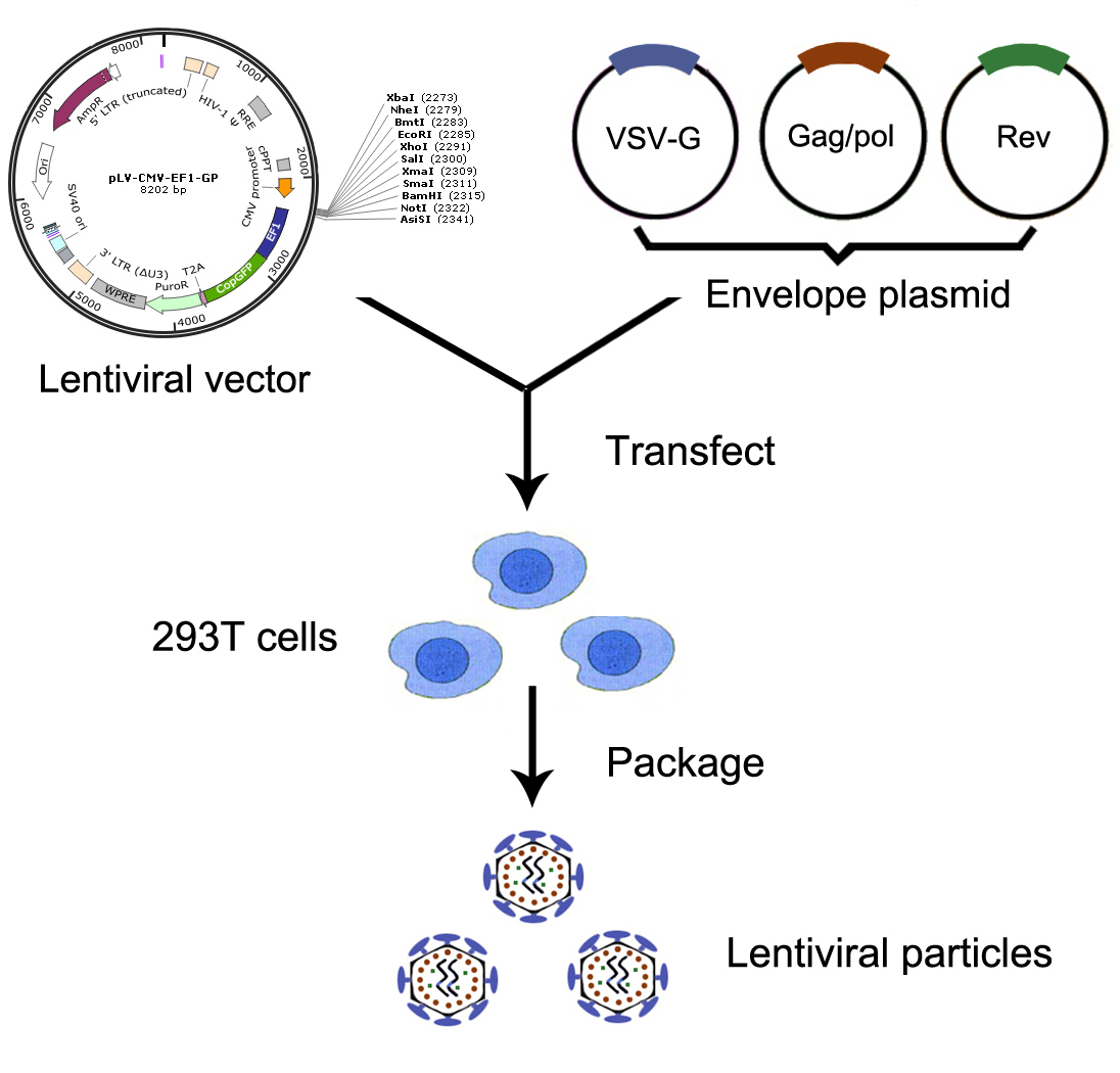 慢病毒包裝實驗流程