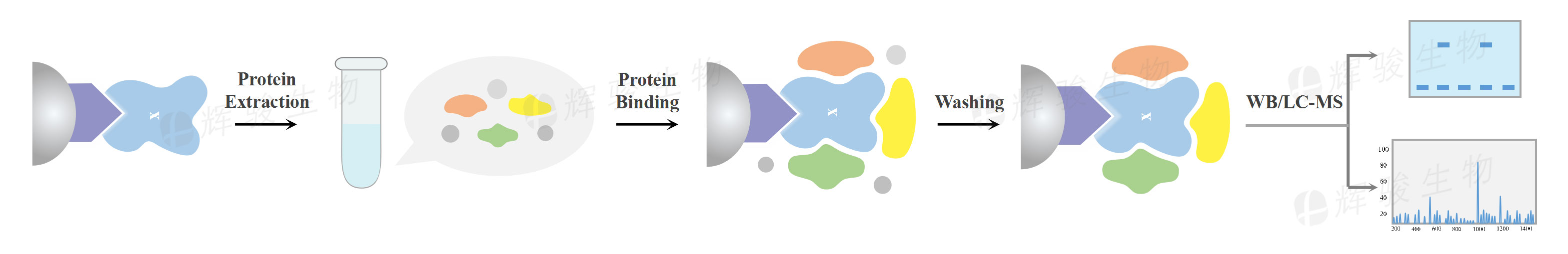 gst pulldown實(shí)驗(yàn)詳細(xì)步驟_GST-pull down實(shí)驗(yàn)技術(shù)服務(wù)外包_GST標(biāo)簽蛋白.jpg gst pulldown實(shí)驗(yàn)詳細(xì)步驟_GST-pull down實(shí)驗(yàn)技術(shù)服務(wù)外包_GST標(biāo)簽蛋白.jpg