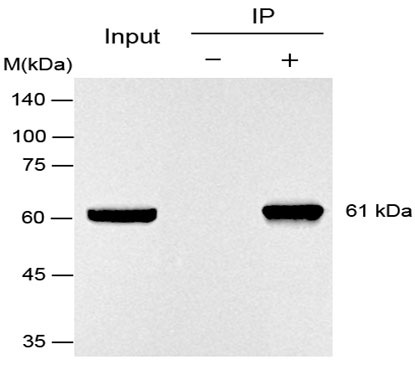 HA標(biāo)簽抗體-輝駿生物 HA標(biāo)簽抗體-輝駿生物