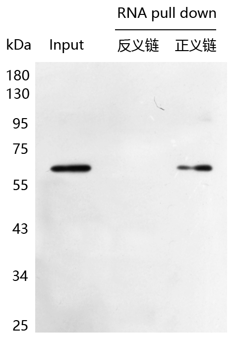 輝駿生物生物素RNA pull-down試劑盒使用案例 輝駿生物生物素RNA pull-down試劑盒使用案例