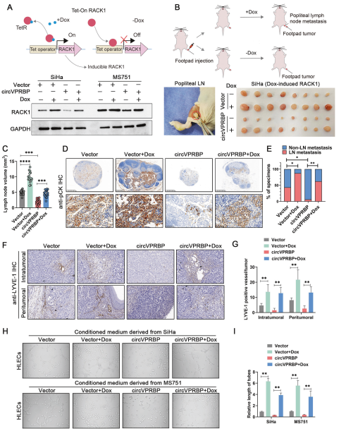 1684828723730937.png 圖片7.png