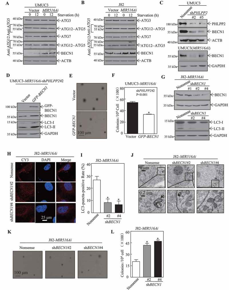 1686729331516338.jpg 1-4.jpg