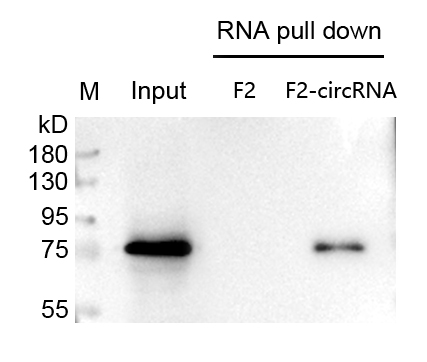 circRNA pull down wb檢測(cè)圖.jpg