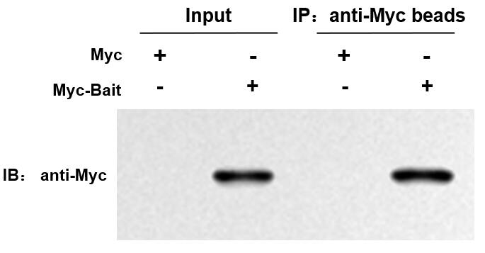 輝駿生物Myc標(biāo)簽抗體磁珠無抗體輕重鏈污染,親和力強(qiáng).jpg 輝駿生物Myc標(biāo)簽抗體磁珠無抗體輕重鏈污染,親和力強(qiáng).jpg