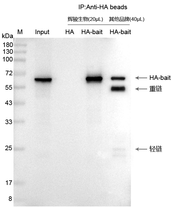 輝駿生物HA標(biāo)簽抗體磁珠使用案例-無抗體輕重鏈污染-強親和力 輝駿生物HA標(biāo)簽抗體磁珠使用案例-無抗體輕重鏈污染-強親和力