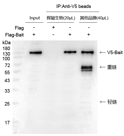 V5標簽抗體磁珠使用案例-強親和力,結合量高 V5標簽抗體磁珠使用案例-強親和力,結合量高