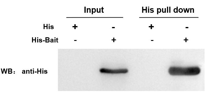 輝駿生物His標(biāo)簽蛋白瓊脂糖純化樹脂-快速純化 高純度,his純化樹脂可在相對(duì)較高的流速下，實(shí)現(xiàn)對(duì)目的蛋白的純化