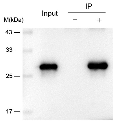 輝駿生物GFP小鼠單克隆抗體 輝駿生物GFP小鼠單克隆抗體