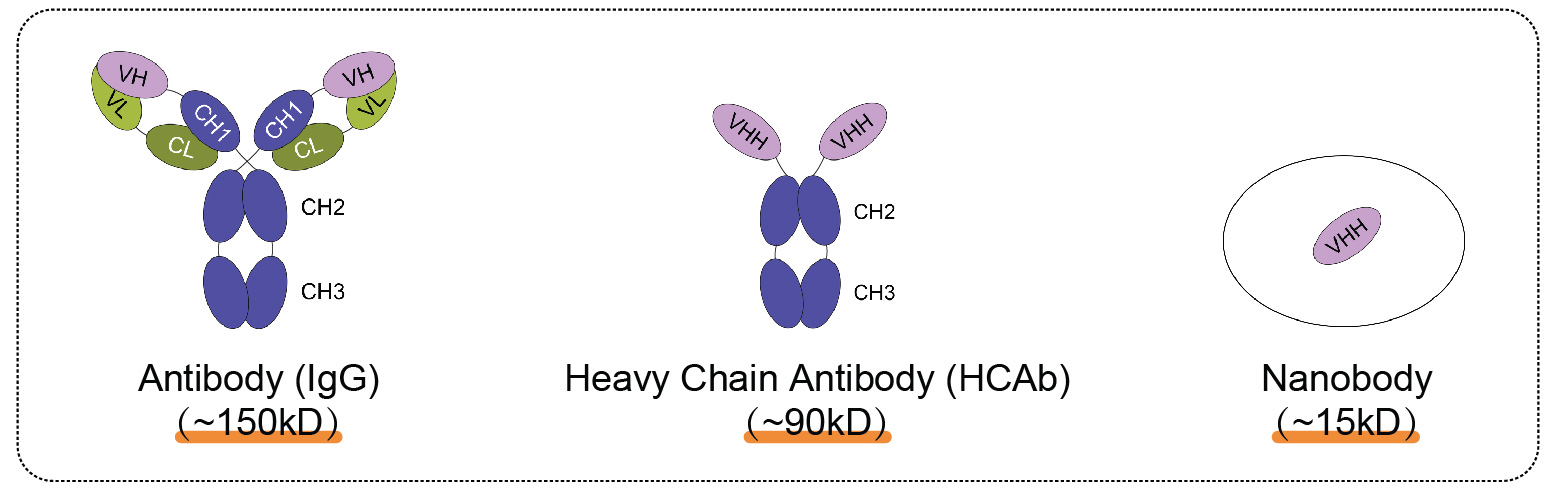 輝駿生物ChainFree? V5納米抗體磁珠-無輕重鏈污染-高效完成COIP 輝駿生物ChainFree? V5納米抗體磁珠-無輕重鏈污染-高效完成COIP