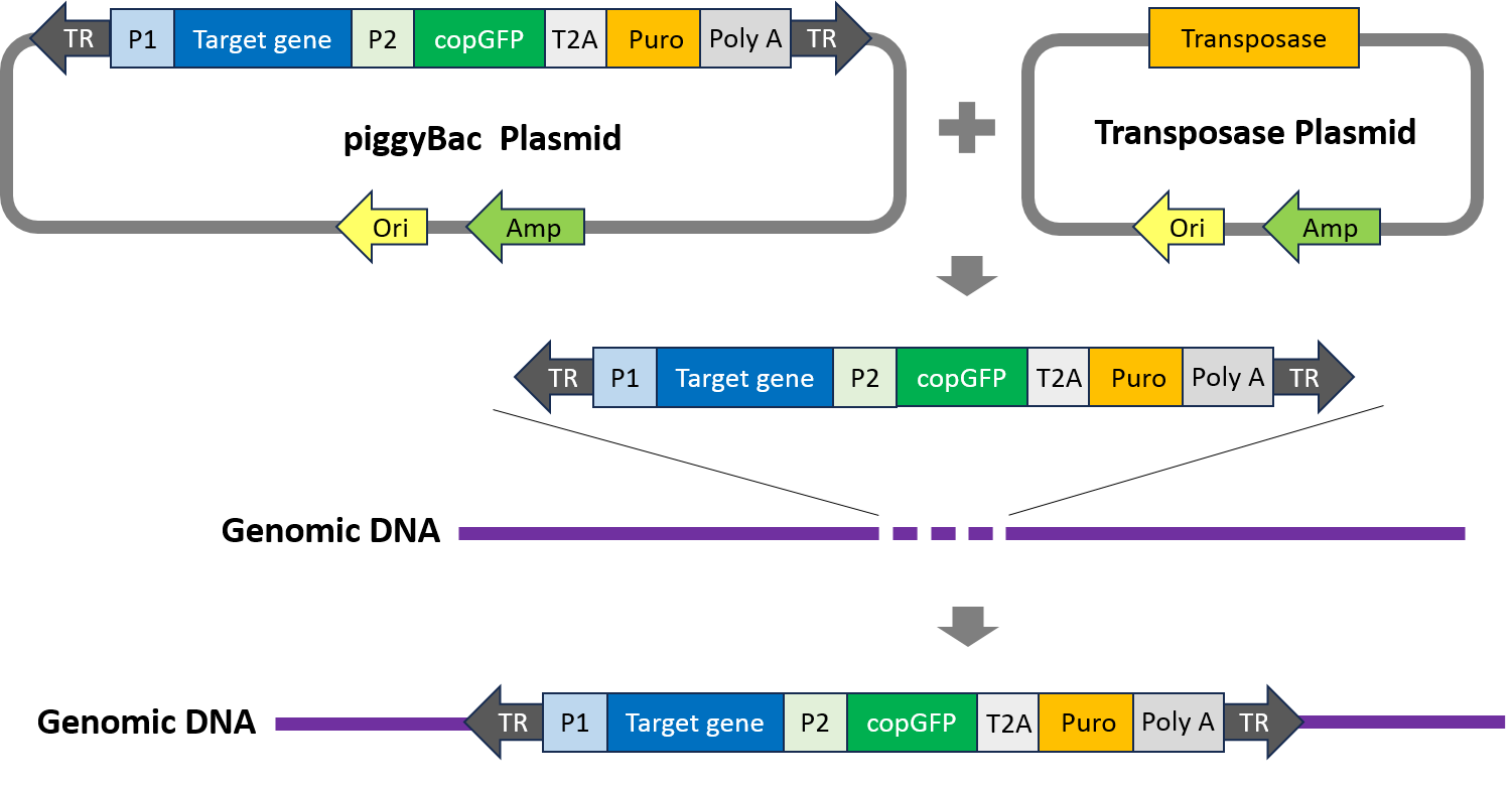 基因表達穩(wěn)轉(zhuǎn)株構(gòu)建技術(shù)原理圖-輝駿生物低成本/高效率/可插入大片段基因.png 基因表達穩(wěn)轉(zhuǎn)株構(gòu)建技術(shù)原理圖-輝駿生物低成本/高效率/可插入大片段基因.png