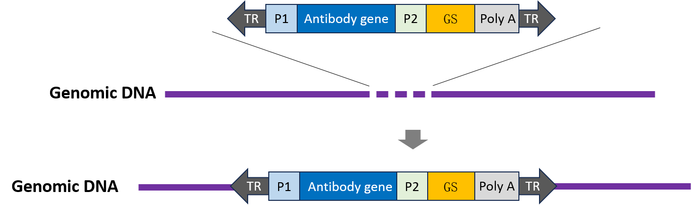 CHO穩(wěn)轉(zhuǎn)株構(gòu)建服務(wù)-輝駿生物抗體表達(dá)穩(wěn)轉(zhuǎn)株-不成功不收費(fèi)/6周交付.png CHO穩(wěn)轉(zhuǎn)株構(gòu)建服務(wù)-輝駿生物抗體表達(dá)穩(wěn)轉(zhuǎn)株-不成功不收費(fèi)/6周交付.png