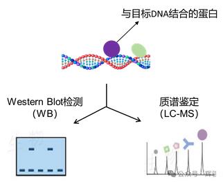 DNA pull-down實驗蛋白檢測圖.jpg DNA pull-down實驗蛋白檢測圖.jpg