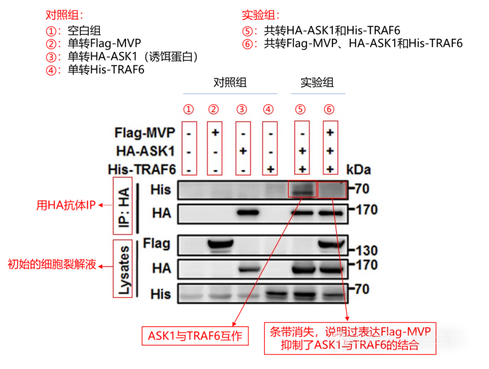 coip文獻(xiàn)解讀-輝駿生物 coip文獻(xiàn)解讀-輝駿生物