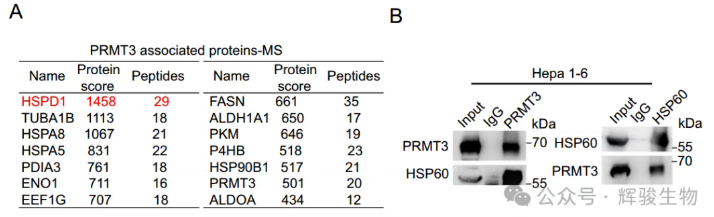 輝駿生物客戶IP-MS進(jìn)行PRMT3相互作用和HSP60精氨酸甲基化的質(zhì)譜分析圖.png