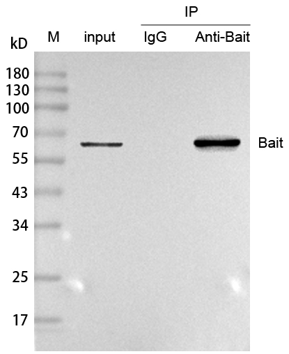 輝駿生物Anti-Mouse IgG for IP, VHH (HRP conjugated) ，IP專用納米二抗-價(jià)格實(shí)惠/質(zhì)量好.jpg