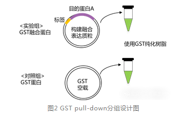 GST pull-down分組設(shè)計(jì)圖-輝駿生物pull down文獻(xiàn).png GST pull-down分組設(shè)計(jì)圖-輝駿生物pull down文獻(xiàn).png