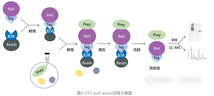 GST pull-down實(shí)驗(yàn)流程-輝駿生物10年pull-down技術(shù)服務(wù)經(jīng)驗(yàn).png GST pull-down實(shí)驗(yàn)流程-輝駿生物10年pull-down技術(shù)服務(wù)經(jīng)驗(yàn).png