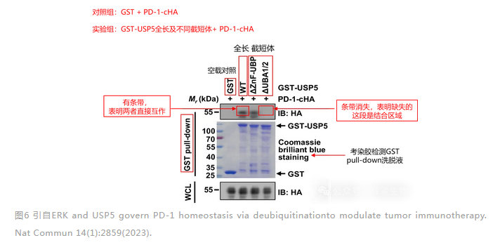 GST pull-down驗(yàn)證兩個(gè)蛋白結(jié)合的結(jié)構(gòu)域-輝駿生物.png GST pull-down驗(yàn)證兩個(gè)蛋白結(jié)合的結(jié)構(gòu)域-輝駿生物.png